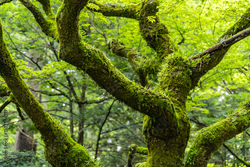 苔むす樹木と新緑の森の風景
Moss-covered tree branches in a lush green forest