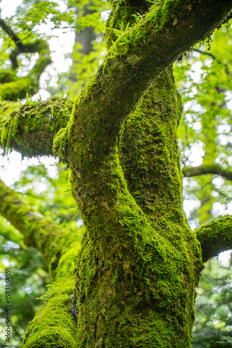 苔むす樹木と新緑の森の風景
Moss-covered tree branches in a lush green forest