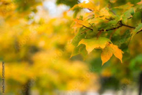 秋に染まる黄色いもみじの葉
Yellow autumn maple leaves in vibrant fall colors