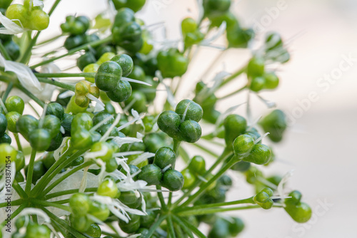 Fruit capsules of ramsons (Allium ursinum). Botanic detail. photo