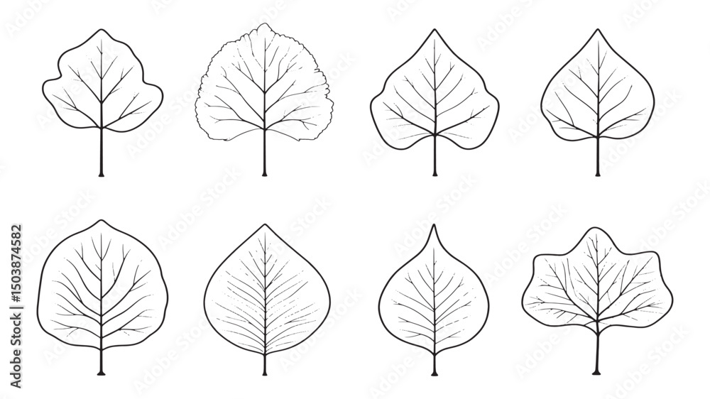 Obraz premium Coriander leaf fragrant fresh culinary herb