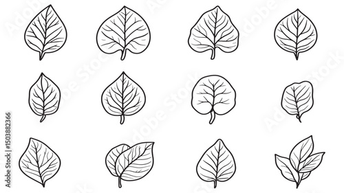 Malabar spinach leaf healthy green design