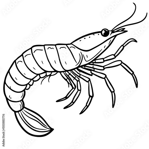 Line art drawing of a single shrimp