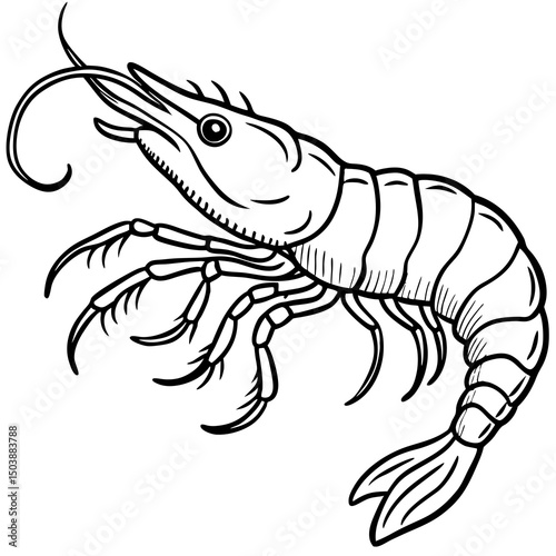 Line art drawing of a single shrimp