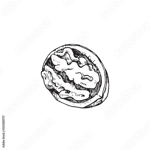 Walnut kernel in shell vector illustration hand drawn with ink. Black and white sketch isolated on white background. Object for food and vegetarian drinks label design