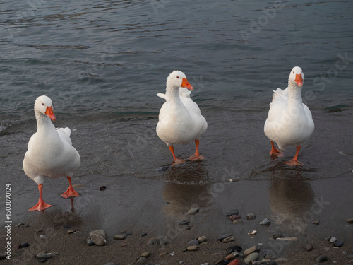 Oche che fanno il bagno vicino alla spiaggia