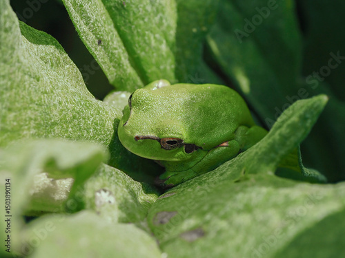 Rana verde, raganella su una foglia
