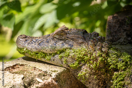 Crocodilo photo