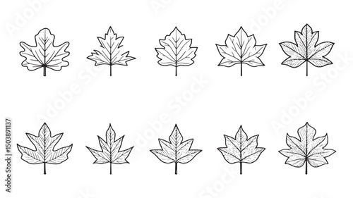 Sycamore Leaf Simple Botanical Vector Art