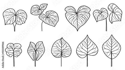 Sweet Potato Leaf Green Healthy Plant