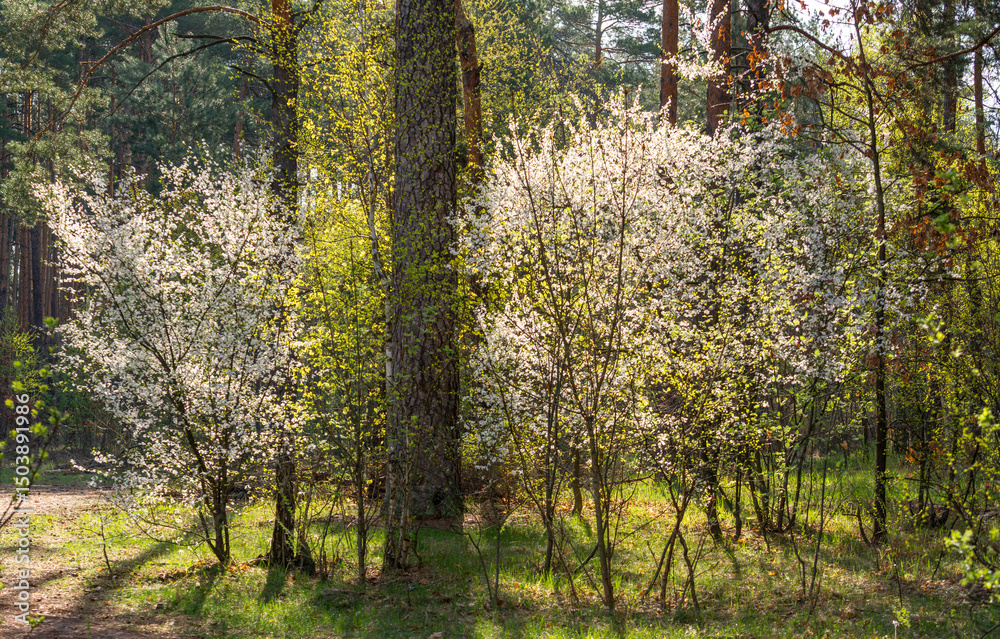 Fototapeta premium Forest area. Nature walk. Travel along forest paths.