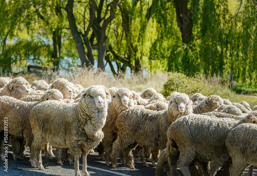 New Zealand merino sheep on the country road in the morning sun. Mackenzie District. South Island.