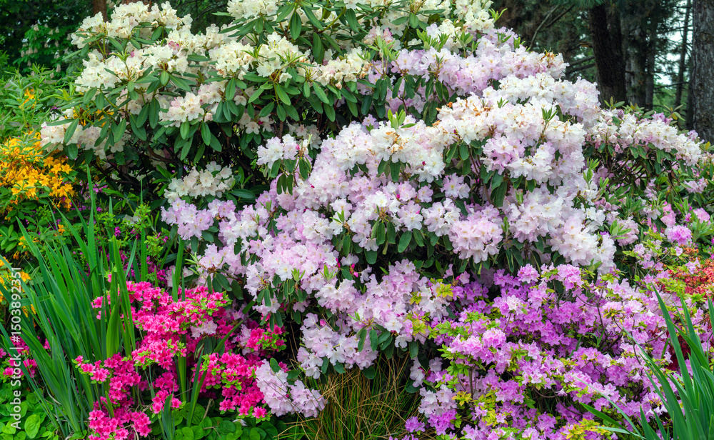Obraz premium Large bushes of beautifully flowering azalea.