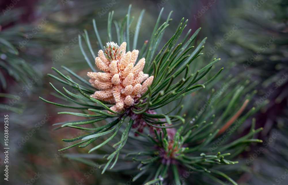 Fototapeta premium Spring shoots on coniferous trees.