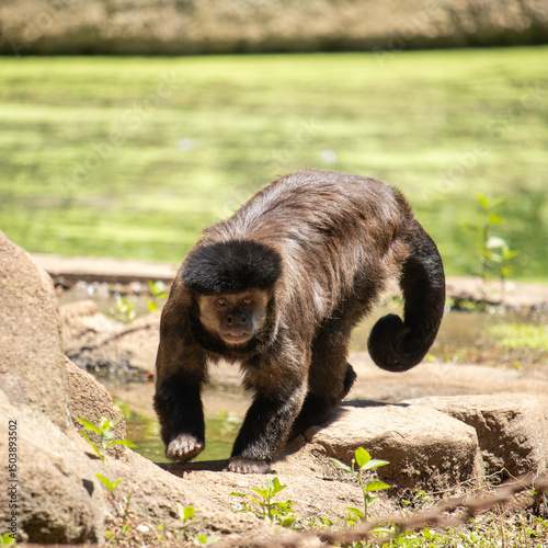 Macaco