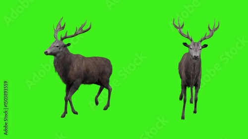 Deer Walk Cycle Animation on Green Screen