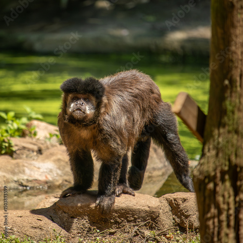 Macaco