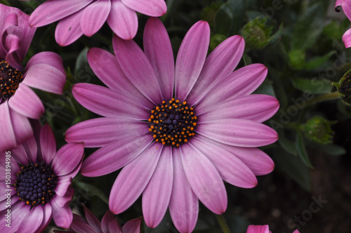 pink african daisy flower