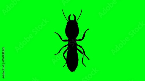 termite Animation 4K white background and green screen 