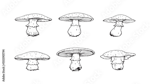 Natural edible mushroom watercolor art