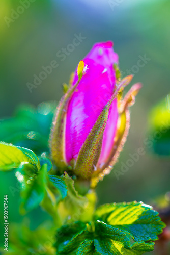 Bright purple-pink rose bud covered in soft hairs before opening into full bloom. Beautiful floral macro shot showcasing natural textures and vivid garden colours