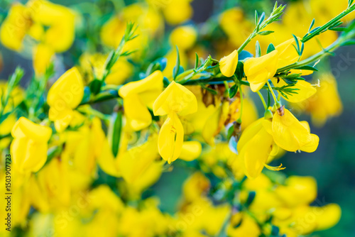 Vibrant yellow gorse flowers bloom on spiky green branches in natural sunlight. Close-up macro photography of bright golden spring blossoms with soft background blur