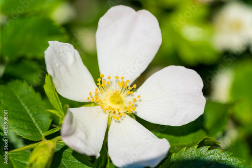 A beautiful white wild rose flower with yellow stamens blooms in a natural garden setting. Close-up macro photography of delicate petals against a green foliage background.