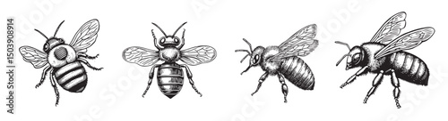 Vintage Insect Illustrations of Honey Bees in Black and White, logo design, engraving design, vector illustration