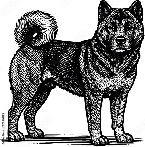 Akita full body side view and facing towards the front vector black silhouette cricut print design isolated on a plain white background