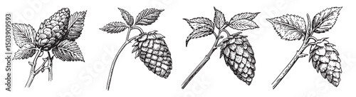 Hand-Drawn Botanical Illustrations of Hop Cones and Leaves, vintage retro hipster logo design, vector illustration, engraving design