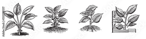 Botanical Illustrations of Growing Plants in Various Stages, Set Logo design, Vector Illustration, Engraving style