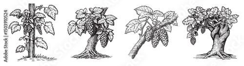 Detailed Vintage Illustrations of Grapevines and Bunches of Grapes, Set Logo design, Vector Illustration, Engraving style
