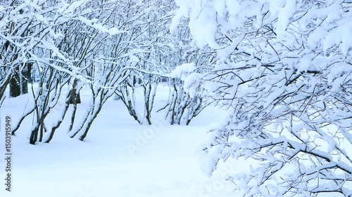 Snowstorm in the forest, winter landscape. Heavy snowfall in the city park. Winter landscape - a snow-covered park with beautiful trees, covered with hoarfrost