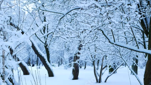 Snowstorm in the forest, winter landscape. Heavy snowfall in the city park. Winter landscape - a snow-covered park with beautiful trees, covered with hoarfrost