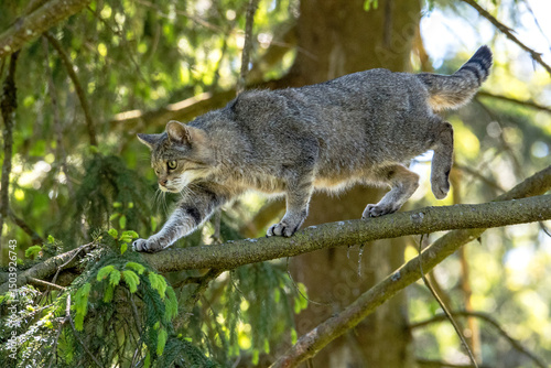 Photography Wildkatze