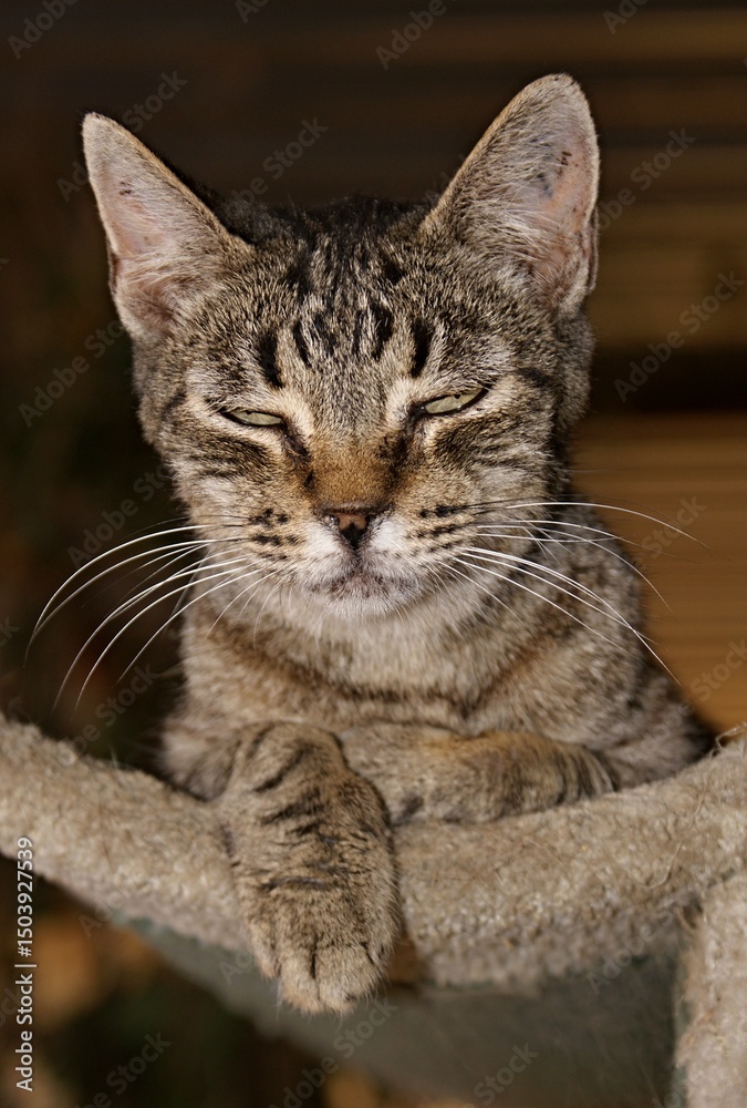 Fototapeta premium Tabby cat relaxing on scratching post with closed eyes