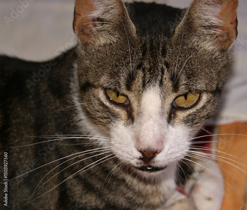 Tabby cat staring with intense yellow eyes