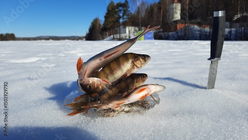Ice fishing. Winter fishing, catching a fish in the North