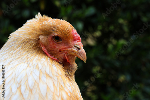 Brahma chicken close-up. Portrait of a white brown chicken in front of a green background.