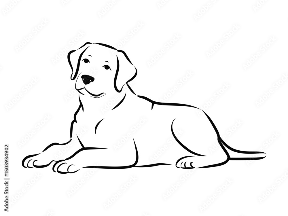Fototapeta premium Simple black line art illustration of a relaxed labrador retriever dog on a white background