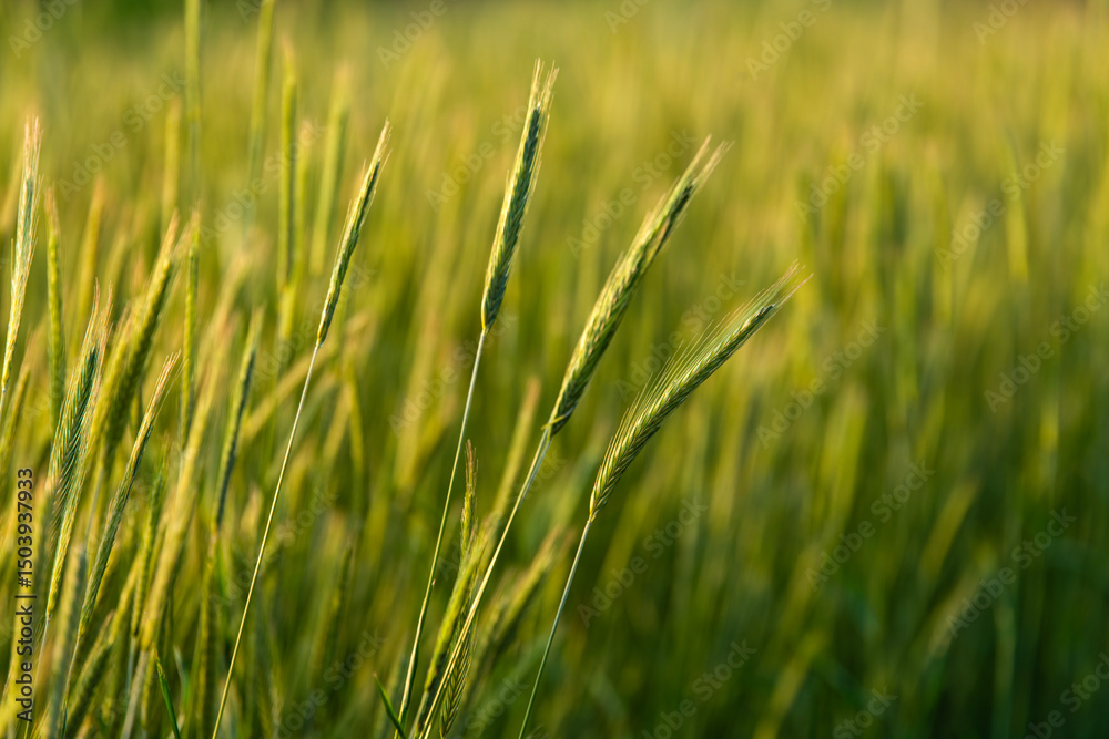 Obraz premium barley field in the morning