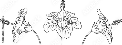 Three hibiscus flowers line art botanical illustration