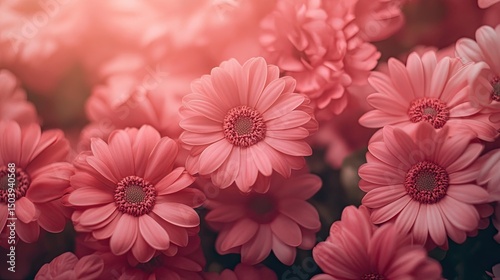 Pink gradient background with pink flowers, pink floral pattern, pink flower decoration