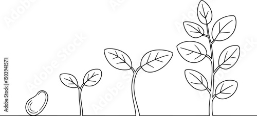 Plant growth stages seedling sprout development