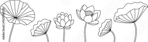 Elegant lotus flower line art botanical illustration