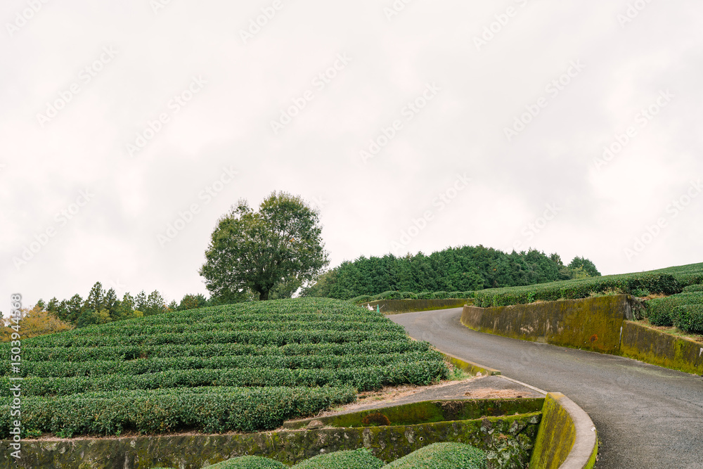 Beautiful fresh green tea plantation at Nihondaira, Shizuoka - Japan Beautiful fresh green tea plantation at Nihondaira, Shizuoka - Japan