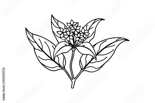 Line art illustration of an Asclepias incarnata flower.eps
