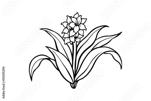 Line art illustration of a Hyacinthoides non-scripta flower.eps