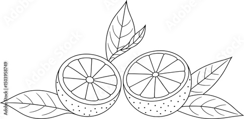 Two orange halves with leaves line art illustration