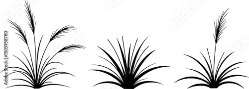 Three silhouettes of ornamental grasses isolated